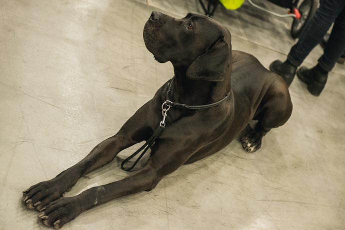 фото собак разных пород - фото большой собаки: Немецкий дог