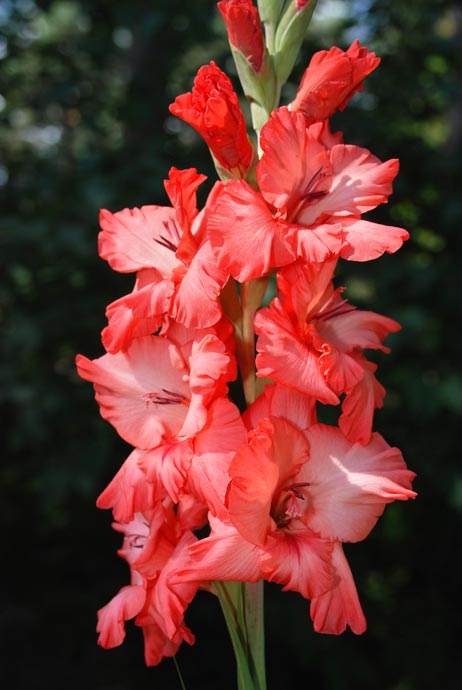 http://www.photo-revue.ru/images/flowers/gladiolus-1.jpg